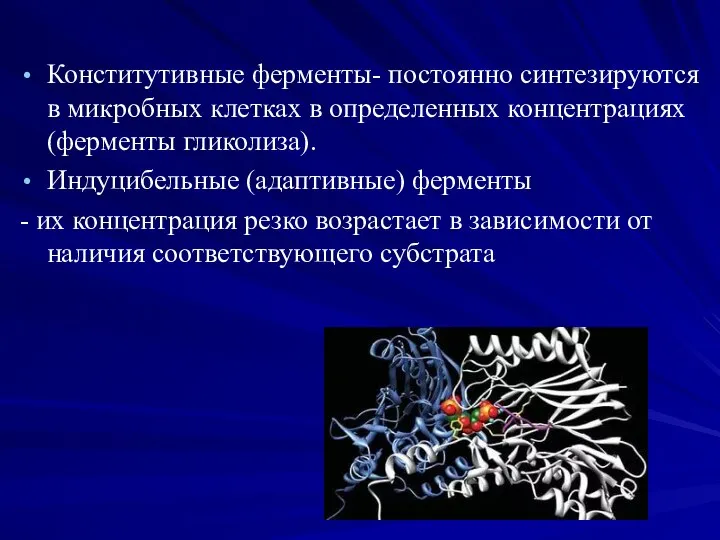 Конститутивные ферменты- постоянно синтезируются в микробных клетках в определенных концентрациях (ферменты гликолиза).