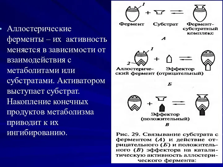 Аллостерические ферменты – их активность меняется в зависимости от взаимодействия с метаболитами