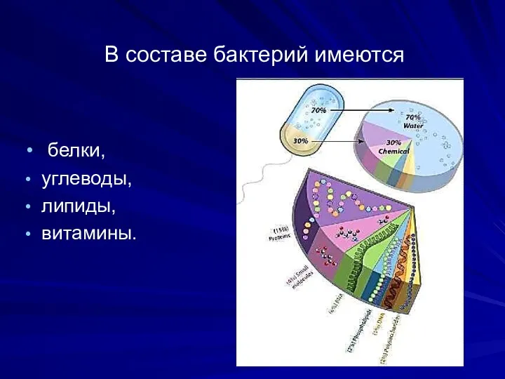 В составе бактерий имеются белки, углеводы, липиды, витамины.