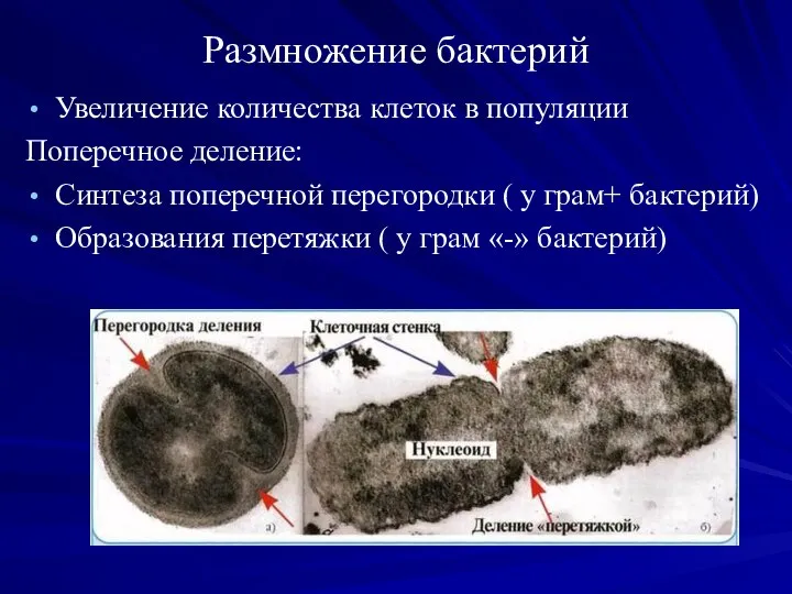 Размножение бактерий Увеличение количества клеток в популяции Поперечное деление: Синтеза поперечной перегородки