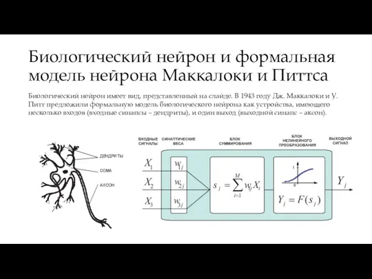 Биологический нейрон и формальная модель нейрона Маккалоки и Питтса Биологический нейрон имеет