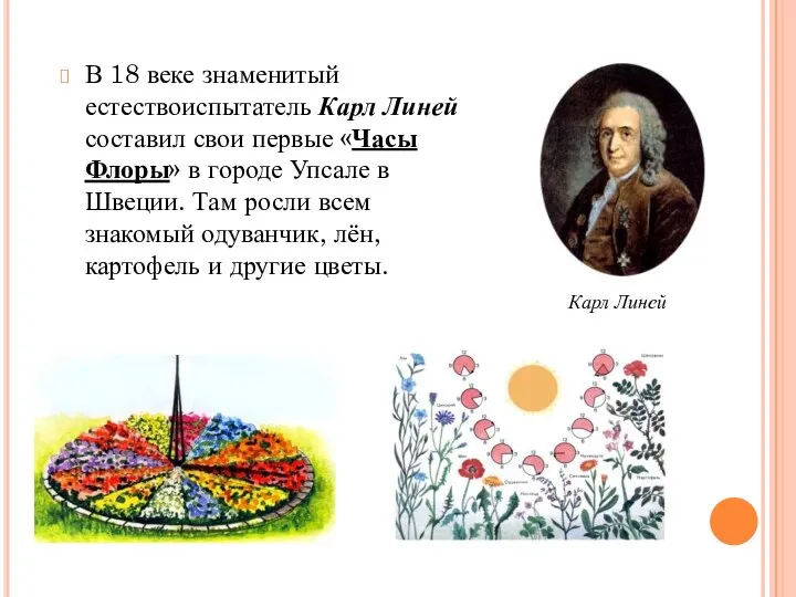 В 18 веке знаменитый естествоиспытатель Карл Линей составил свои первые «Часы Флоры»