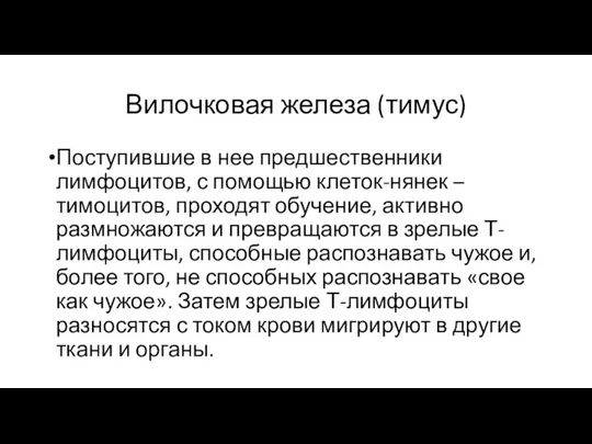 Вилочковая железа (тимус) Поступившие в нее предшественники лимфоцитов, с помощью клеток-нянек –