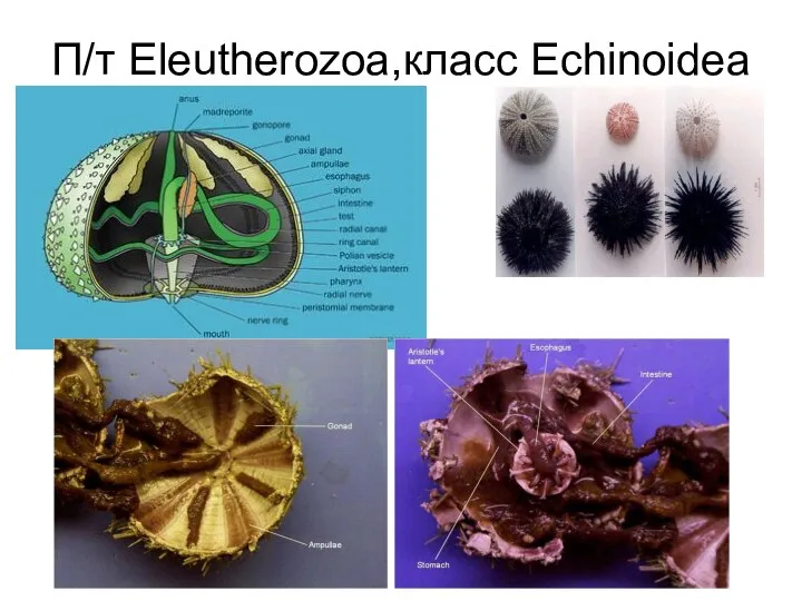 П/т Eleutherozoa,класс Echinoidea