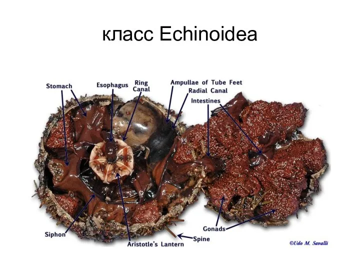 класс Echinoidea