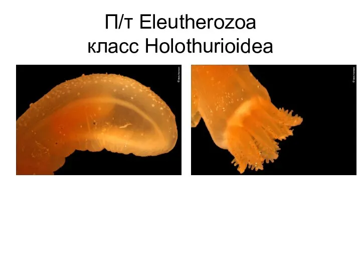 П/т Eleutherozoa класс Holothurioidea