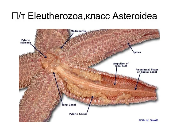 П/т Eleutherozoa,класс Asteroidea