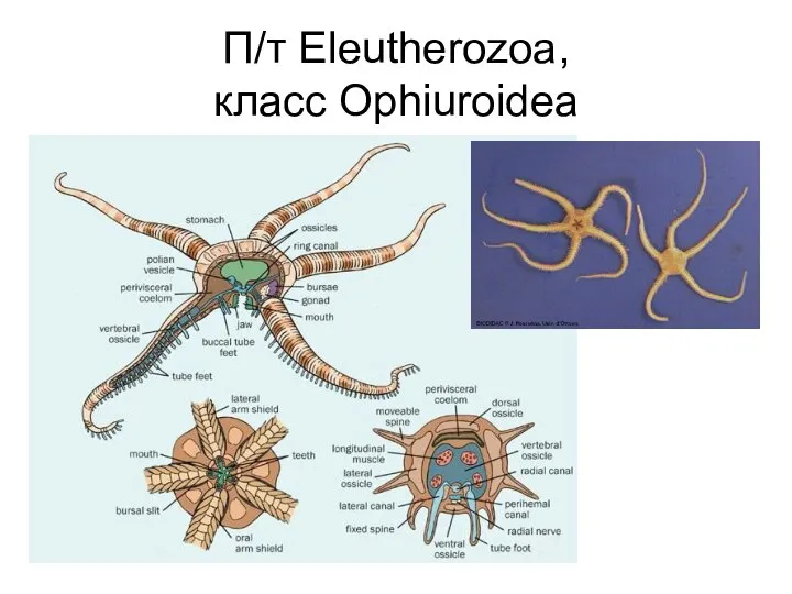 П/т Eleutherozoa, класс Ophiuroidea