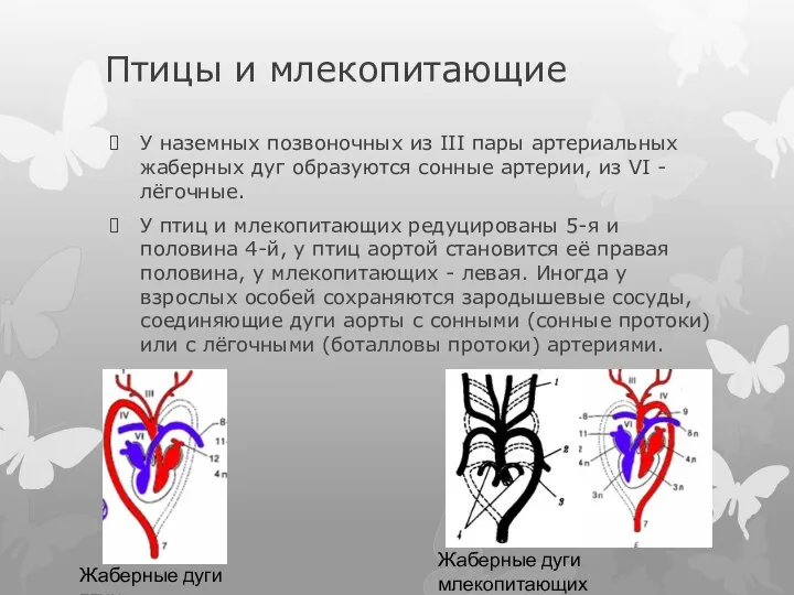 Птицы и млекопитающие У наземных позвоночных из III пары артериальных жаберных дуг