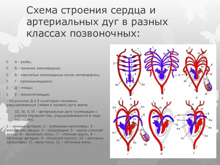 Схема строения сердца и артериальных дуг в разных классах позвоночных: А -