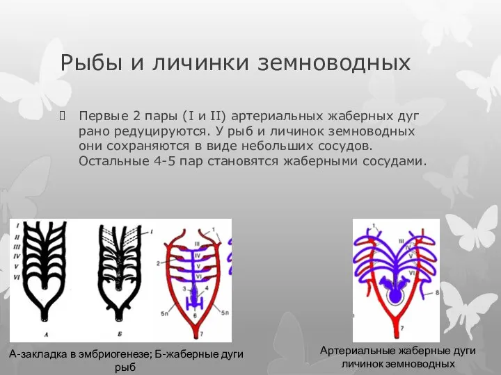 Рыбы и личинки земноводных Первые 2 пары (I и II) артериальных жаберных