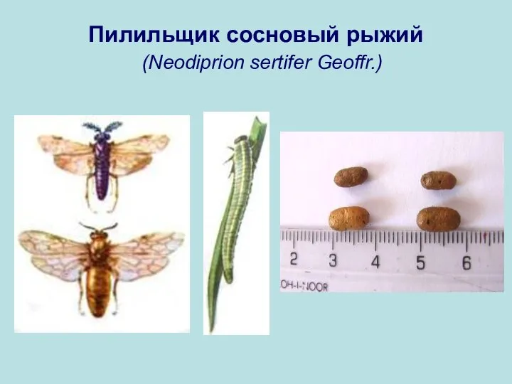 Пилильщик сосновый рыжий (Neodiprion sertifer Geoffr.)