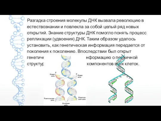 Разгадка строения молекулы ДНК вызвала революцию в естествознании и повлекла за собой