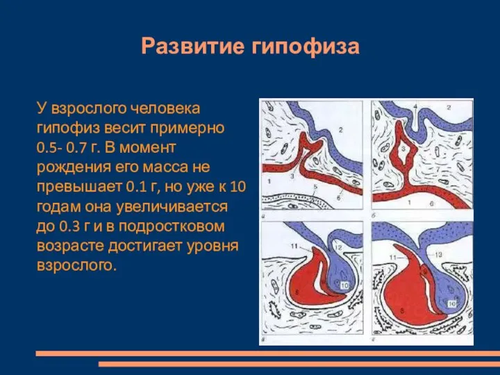 Развитие гипофиза У взрослого человека гипофиз весит примерно 0.5- 0.7 г. В