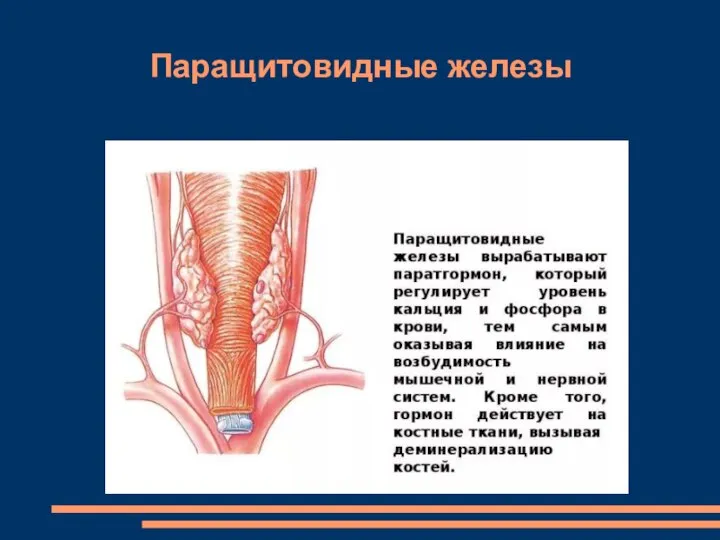 Паращитовидные железы