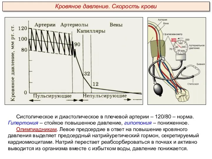 Систолическое и диастолическое в плечевой артерии – 120/80 – норма. Гипертония –