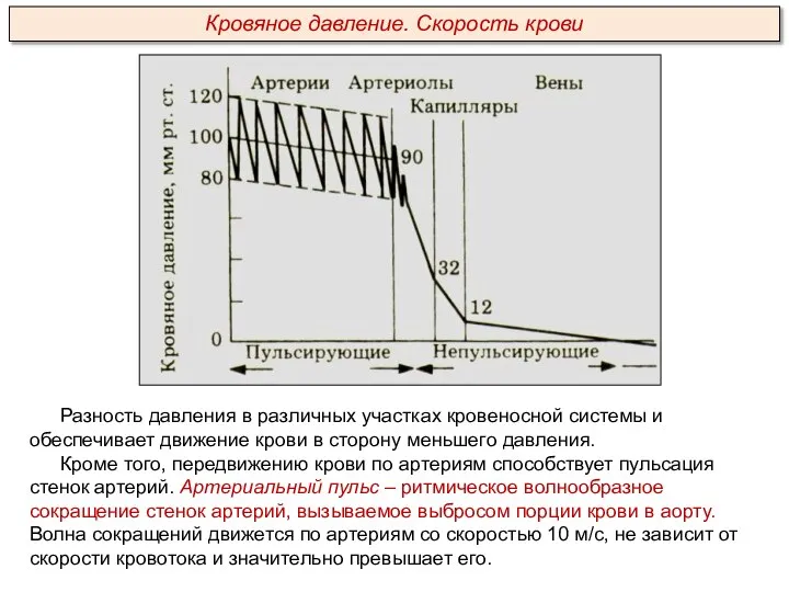 Разность давления в различных участках кровеносной системы и обеспечивает движение крови в