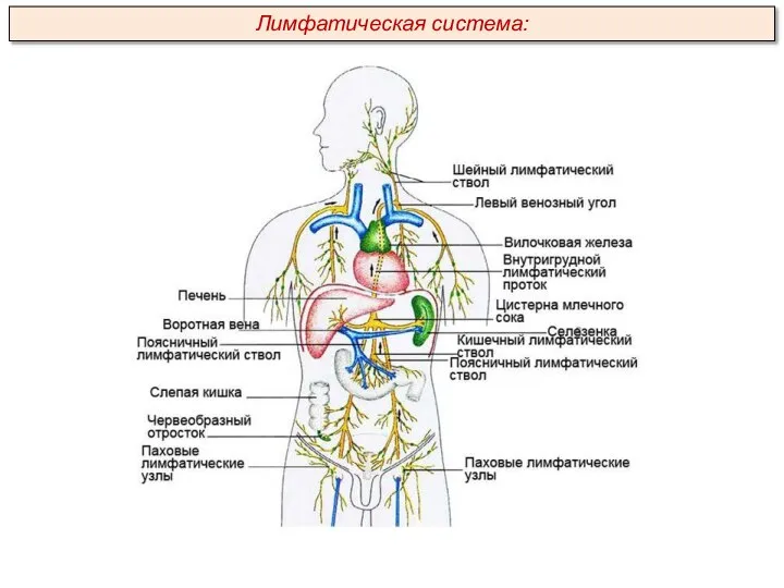 Лимфатическая система: