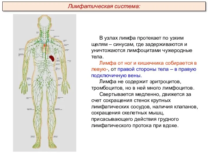 В узлах лимфа протекает по узким щелям – синусам, где задерживаются и