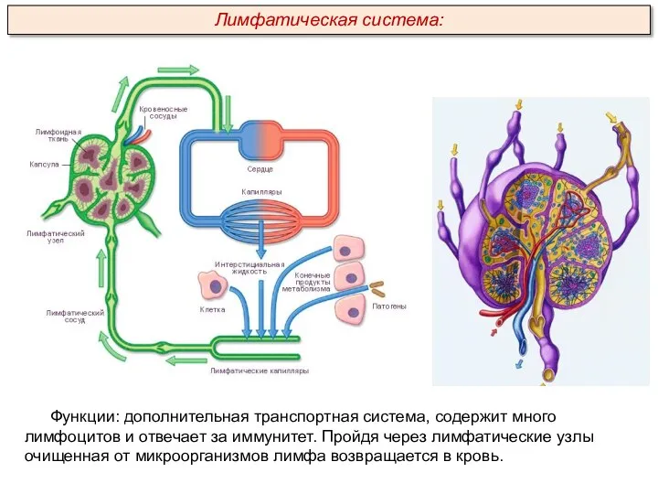 Функции: дополнительная транспортная система, содержит много лимфоцитов и отвечает за иммунитет. Пройдя