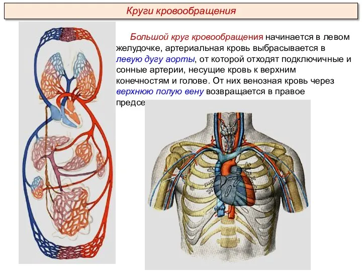 Большой круг кровообращения начинается в левом желудочке, артериальная кровь выбрасывается в левую