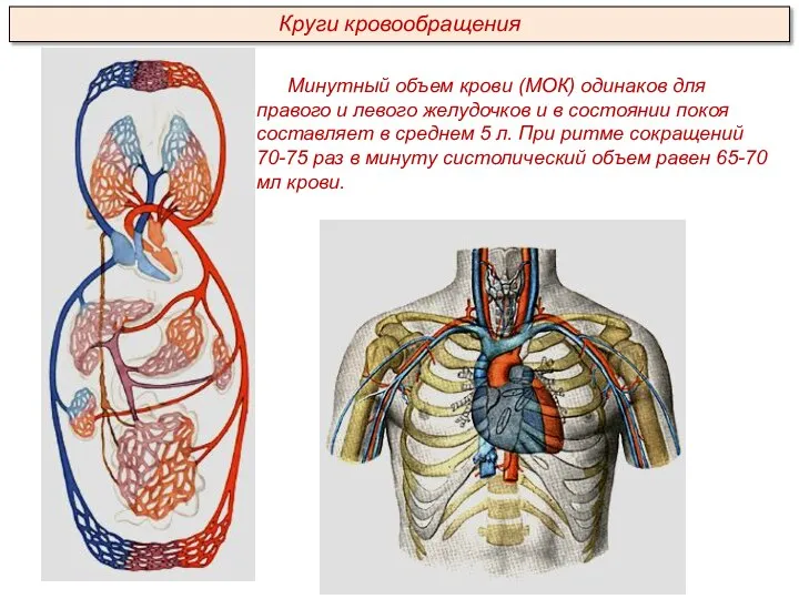 Минутный объем крови (МОК) одинаков для правого и левого желудочков и в