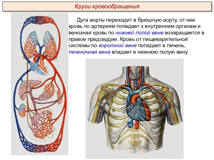 Дуга аорты переходит в брюшную аорту, от нее кровь по артериям попадает