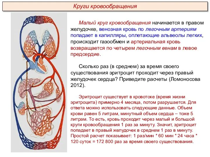 Малый круг кровообращения начинается в правом желудочке, венозная кровь по легочным артериям