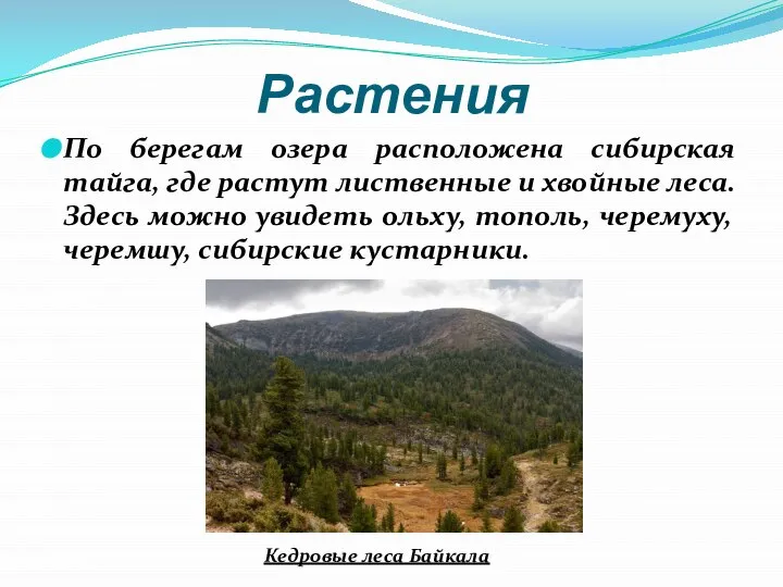 Растения По берегам озера расположена сибирская тайга, где растут лиственные и хвойные