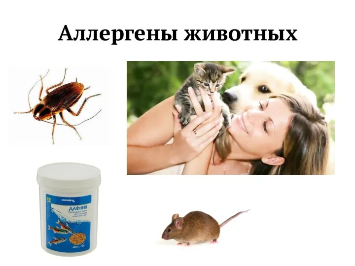 Аллергены животных