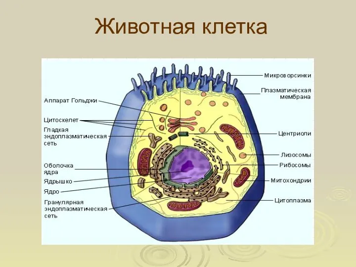 Животная клетка