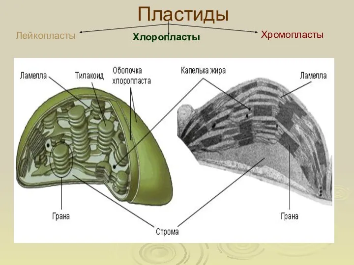 Пластиды Лейкопласты Хромопласты Хлоропласты