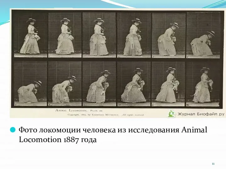 Фото локомоции человека из исследования Animal Locomotion 1887 года