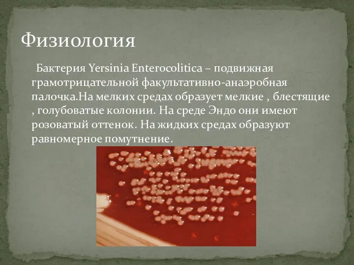 Бактерия Yersinia Enterocolitica – подвижная грамотрицательной факультативно-анаэробная палочка.На мелких средах образует мелкие