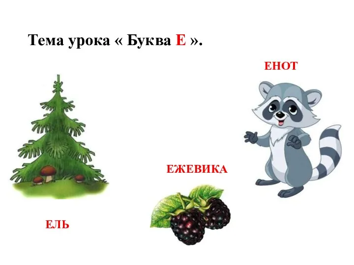 Тема урока « Буква Е ». ЕЛЬ ЕНОТ ЕЖЕВИКА