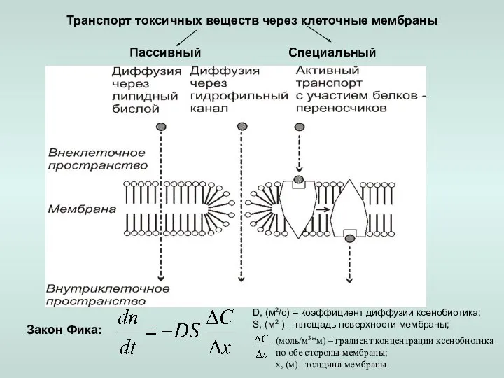 Закон Фика: D, (м2/с) – коэффициент диффузии ксенобиотика; S, (м2 ) –