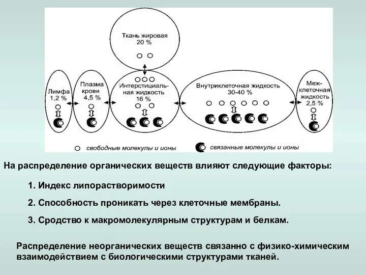 Распределение неорганических веществ связанно с физико-химическим взаимодействием с биологическими структурами тканей.