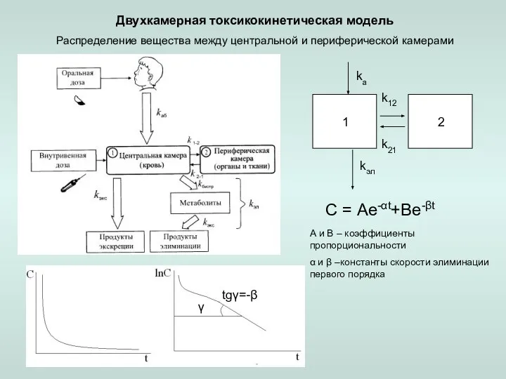 Двухкамерная токсикокинетическая модель Распределение вещества между центральной и периферической камерами С =