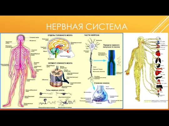 НЕРВНАЯ СИСТЕМА