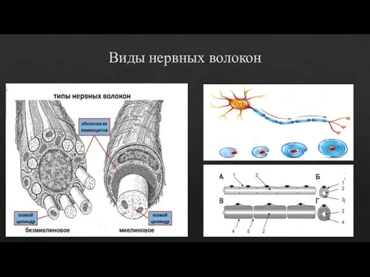 Виды нервных волокон