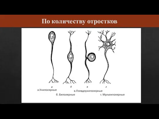 По количеству отростков