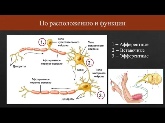 По расположению и функции 1 – Афферентные 2 – Вставочные 3 – Эфферентные