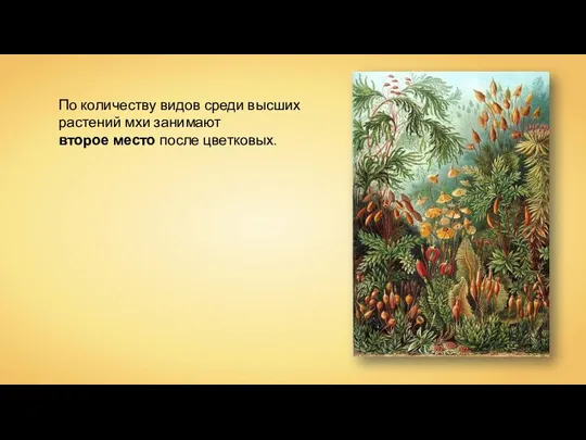 По количеству видов среди высших растений мхи занимают второе место после цветковых.