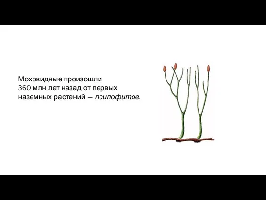 Моховидные произошли 360 млн лет назад от первых наземных растений — псилофитов.