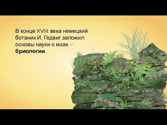 В конце XVIII века немецкий ботаник И. Гедвиг заложил основы науки о мхах – бриологии.