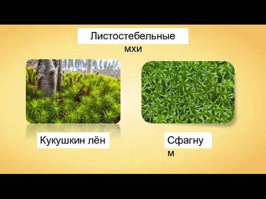 Листостебельные мхи Кукушкин лён Сфагнум