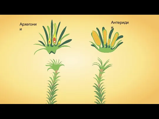 Антеридии Архегонии