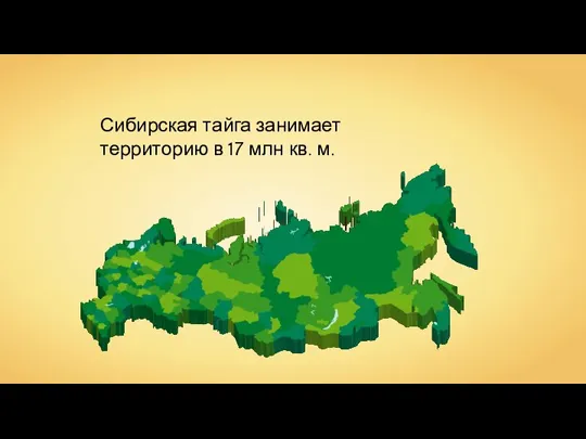 Сибирская тайга занимает территорию в 17 млн кв. м.
