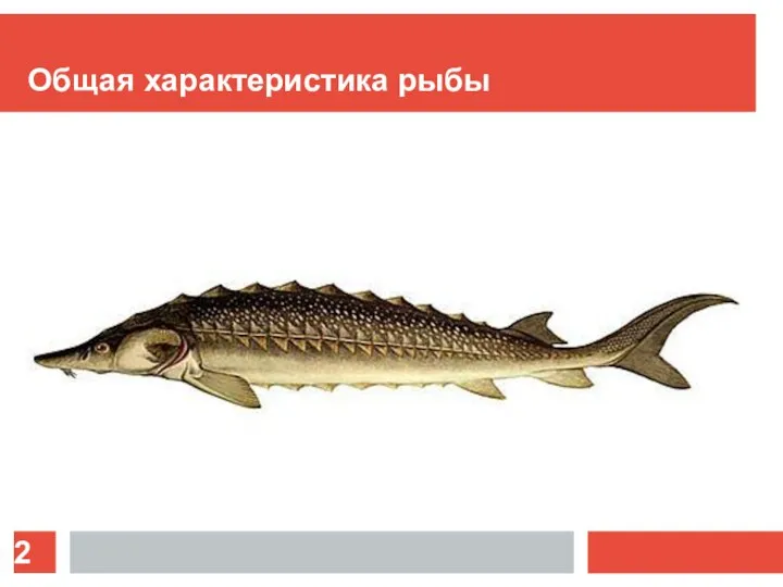 Общая характеристика рыбы
