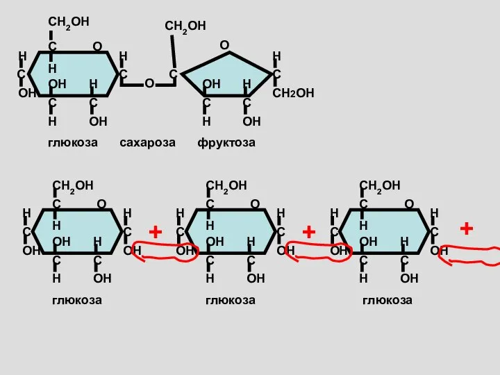 глюкоза фруктоза О сахароза глюкоза глюкоза + + глюкоза +